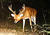 Checked cameras 1st time this year- MS bucks-imag0188.jpg