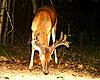 Checked cameras 1st time this year- MS bucks-imag0151-2-.jpg