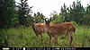 Pictures of a few Florida bucks...-pict0550.jpg
