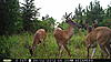 Pictures of a few Florida bucks...-pict0565.jpg