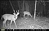 South Alabama Deer still growing...-screen-shot-2012-08-18-7.51.35-am.jpg