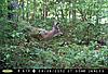 South Alabama Deer still growing...-screen-shot-2012-08-18-7.52.51-am.jpg