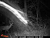nice 10 pointer-photo.jpg