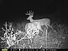 A couple Illinois bucks-pict0033.jpg