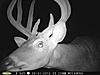 A couple Illinois bucks-pict0197.jpg