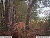 2012 Trail Camera Pictures-im000282.jpg