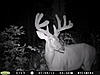 2012 Trail Camera Pictures-pict0041.jpg