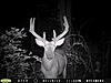 2012 Trail Camera Pictures-pict0098.jpg