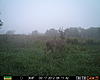 Pike County Buck-prms0198.jpg