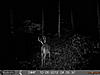 Same Deer?-pict0092.jpg