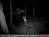 Same Deer?-deer-cam-2-028.jpg