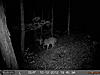 Same Deer?-deer-cam-2-029.jpg