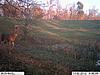 Dam scrapes.. Bucks galore!!! 2012 edition-075.jpg