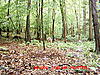 Wolf or Coyote?-mdgc0046.jpg