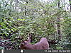 a few pics-10pointer.jpg