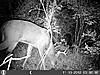 a few pics-8pointer.jpg