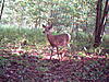 deer and turkey-913-914-024.jpg