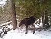 2013 Trail cam pics-prms0057.jpg