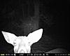 2013 Trail cam pics-closeup.jpg