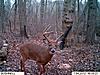 Best buck pic-big-8-point.jpg