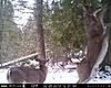 2013 Trail cam pics-karateka-deer.jpg