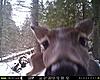 2013 Trail cam pics-what-you-looking-.jpg
