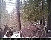 2013 Trail cam pics-5-deer.jpg