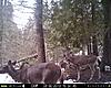 2013 Trail cam pics-rubbn.jpg