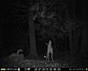 2013 Trail cam pics-raccoon-alert.jpg