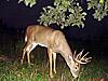 Recent Pics-buck3.jpg