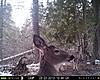 2013 Trail cam pics-white-eyes.jpg