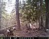 2013 Trail cam pics-full-tail.jpg