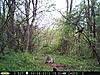 Moultrie M-60-cooncrow.jpg
