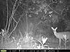 Moultrie M-60-pict0039.jpg