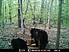 May's Bear Pictures-bear3-2.jpg