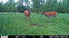 Big boys are back-grammas-trail-cam-june-8-122.jpg