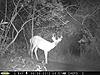 June Pennsylvania Bucks-j302.jpg