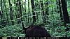 Bear Pic test-6-30-13-trail-cam-003.jpg