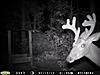 9 Point Buck-my-plot-030.jpg