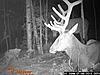 A few small elk-wgi_0074.jpg