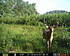 Delaware Trail Camera-prms0019.jpg