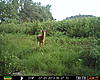 Delaware Trail Camera-prms0059.jpg
