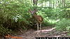 A buck we call Toad-toad1-2-.jpg