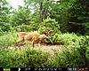 Good PA Buck-bb-10-pointer.jpg