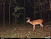 Ohio Buck-cdy00002.jpg