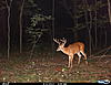 Ohio Buck-cdy00003.jpg