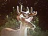 Updated Buck Pic - New Picture Added-image.jpg