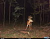 Newest pics of Ohio 10 point 8/13/13-cdy00024.jpg