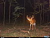 Newest pics of Ohio 10 point 8/13/13-cdy00031.jpg