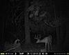 2013 Trail cam pics-big-8.jpg